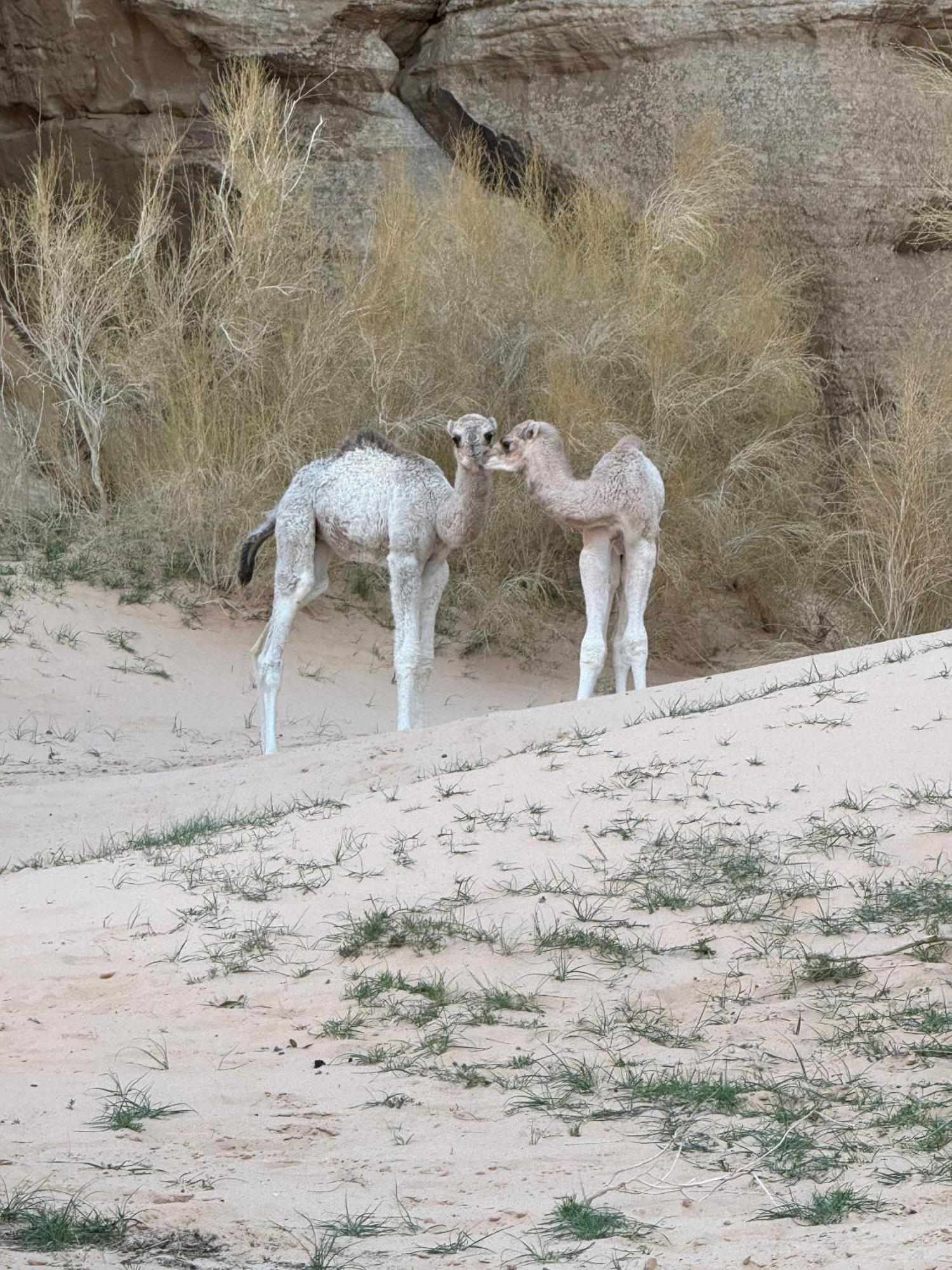 Desert Bird Camp 住宿加早餐酒店 瓦迪拉姆