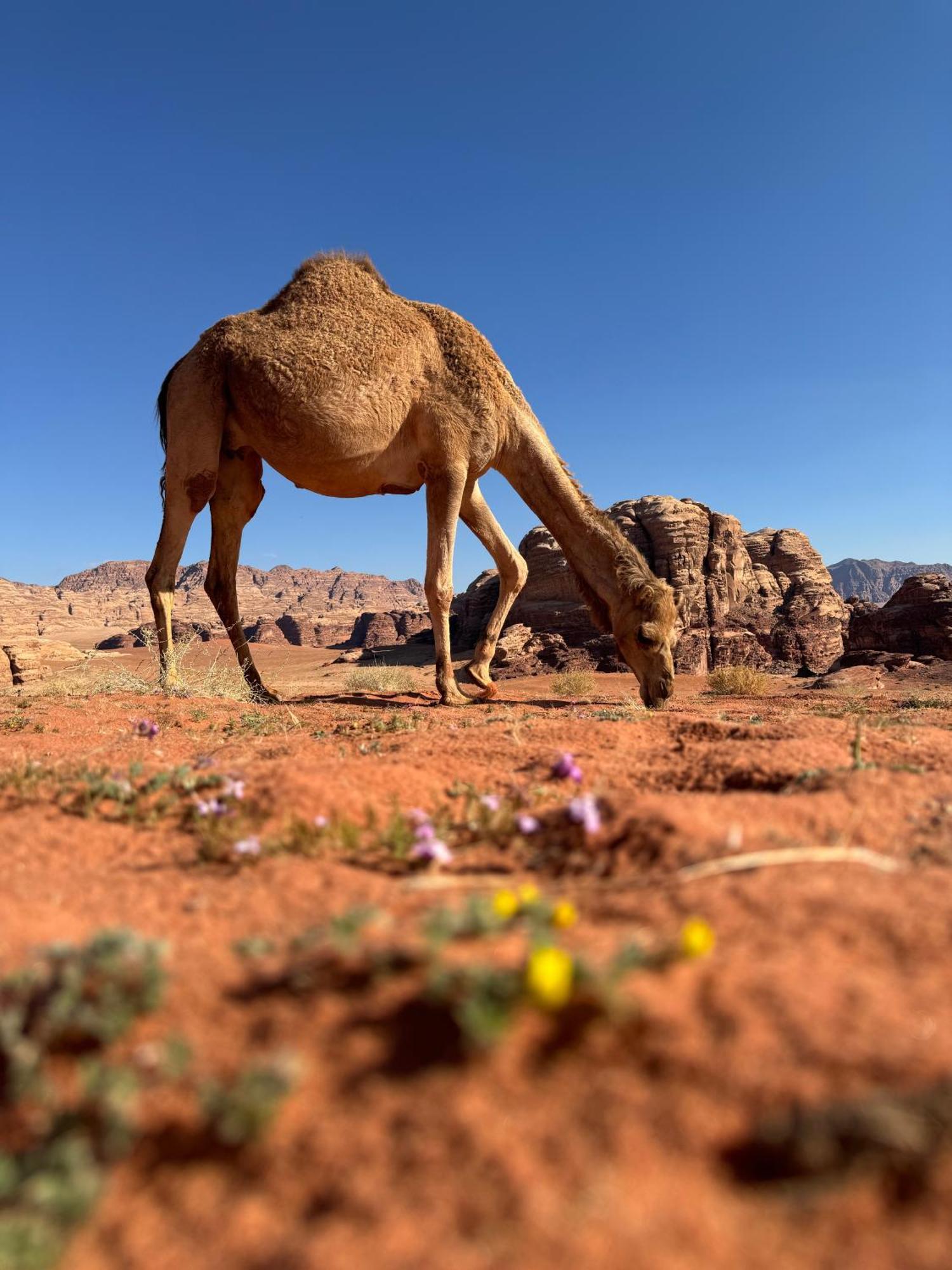 Desert Bird Camp 瓦迪拉姆